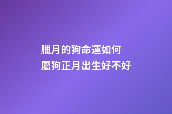 臘月的狗命運如何 屬狗正月出生好不好